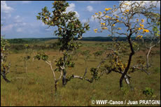 de savanne in het Amazonewoud