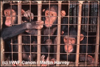 Jonge chimpansees, gevangen om als huisdier te verkopen