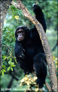 Oostelijke chimpansee