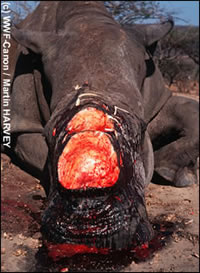 Witte neushoorn : door stropers vermoord omwille van zijn hoorn