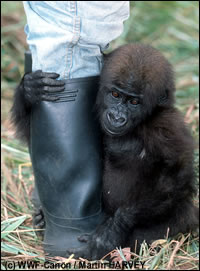 Jonge gorilla die zich vastklampt aan zijn verzorger