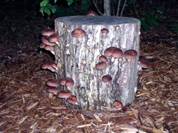 Dossier Vitaliteit - Shiitake paddenstoelen