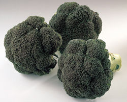 Dossier Vitaliteit - Broccoli