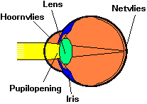 Een figuur van de opbouw van een oog.