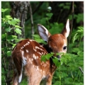 lieve bambi