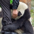 deze panda wil zijn verzorger niet lossen!
