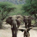 kijk, mama ik kan vliegen als Dumbo....