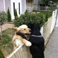liefde van achter het hek......