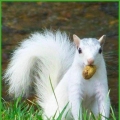 een witte eekhoorn?????