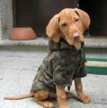 Vizla jachthond pup in jagers outfit
