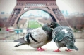 love in Paris!