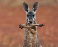vraag nooit de weg aan een kangoeroe...