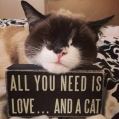 al wat je nodig hebt.... is liefde... en een kat!