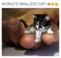 het kleinste katje ooit...